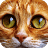 Quebra-cabeça Gatos